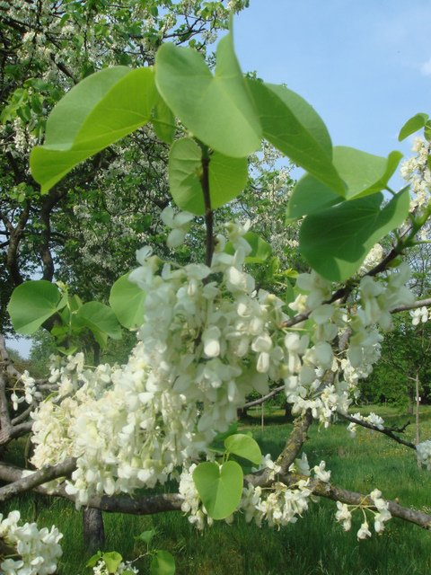 Cercis siliquastrum 'Album' fleur